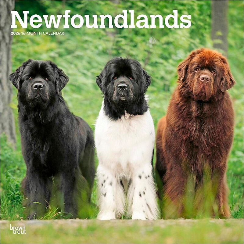 2026 BrownTrout Newfoundlands 12" x 12" Monthly Wall Calendar (9798330704903) image 1
