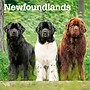 2026 BrownTrout Newfoundlands 12" x 12" Monthly Wall Calendar (9798330704903)~#|#~6FE015E0-4939-4522-B5CB13BB100C7DA2_sc7