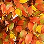Nearly Natural 8' Autumn Ficus Artificial Fall Tree (T4767)~#|#~7041FD2C-22E5-492C-AE351F5FD663D263_sc7