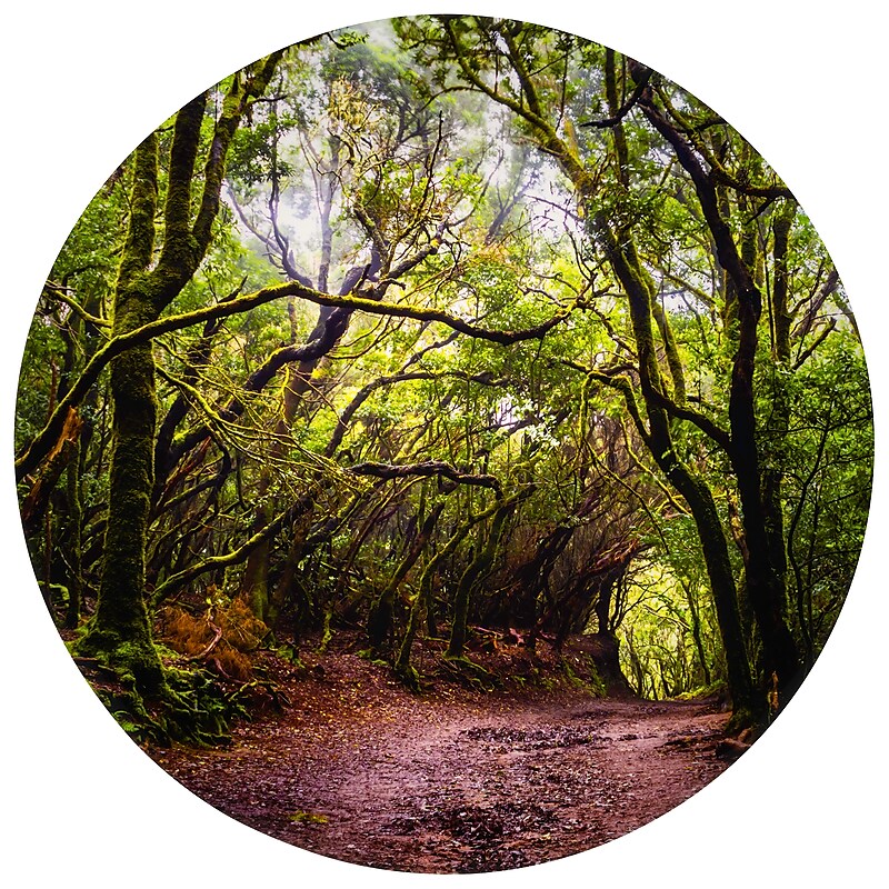 TickiT Forest Discovery Play Mat, Multicolored (CTU73562) image 1