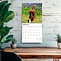 2026 BrownTrout Boxer Puppies 12" x 12" Monthly Wall Calendar (9798330702626)~#|#~7089C3C1-2393-4D07-AADCB301CF4AC869_sc7