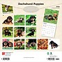 2026 BrownTrout Dachshund Puppies 12" x 12" Monthly Wall Calendar (9798330703098)~#|#~70B66049-ADBE-4FB3-B53D088F93905884_sc7