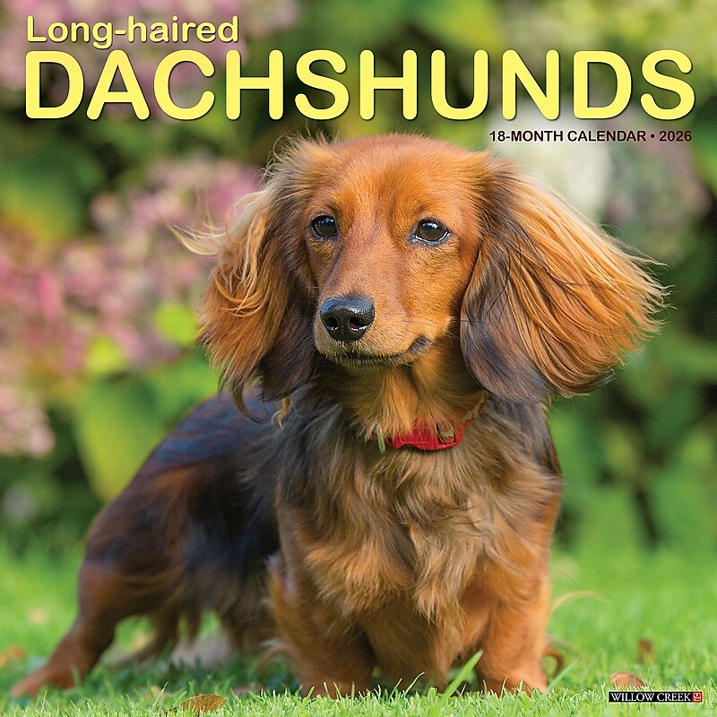 2026 Willow Creek Longhaired Dachshunds 12" x 12" Monthly Wall Calendar (55939) image 1