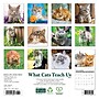 2026 Willow Creek What Cats Teach Us 7" x 7" Monthly Wall Calendar (53829X)~#|#~70ED1A6A-F351-4652-95FFFCC9B6451704_sc7