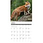 2026 Willow Creek Foxes 12" x 12" Monthly Wall Calendar (51146)~#|#~70EDF4DB-DE26-4E24-ACCA7F7E7C610408_sc7