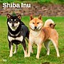 2026 BrownTrout Shiba Inu 12" x 12" Monthly Wall Calendar (9798330705528)~#|#~70F5233A-81EF-4907-9B86492D0094A666_sc7