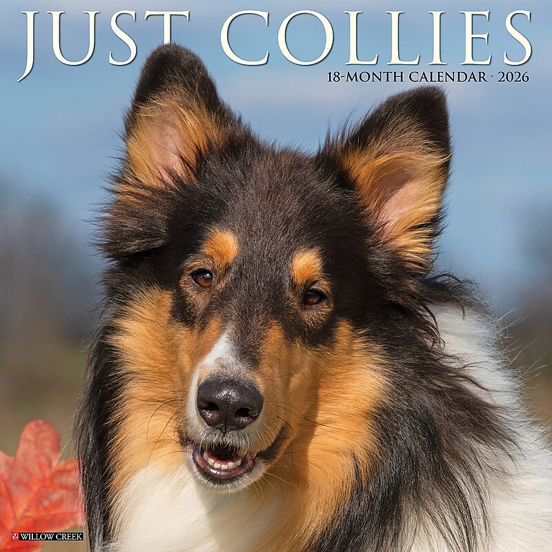 2026 Willow Creek Collies 12" x 12" Monthly Wall Calendar (50804) image 1