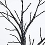 Nearly Natural  Pre-Lit Artificial Halloween Twig Tree, 6' (T5164)~#|#~71215613-B77E-41F9-B8BFF372F81C56CA_sc7