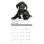 2027 Willow Creek Great Dane Puppies  12" x 12" Monthly Wall Calendar (60520)~#|#~72027BFE-0354-47ED-A86E5BE1D1D8EBEA_sc7