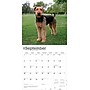 2026 BrownTrout Airedale Terriers 12" x 12" Monthly Wall Calendar (9798330702015)~#|#~7207D554-C315-4EB2-9D6A05494D28521E_sc7