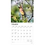 2026 BrownTrout Songbirds 12" x 12" Monthly Wall Calendar (9798330705634)~#|#~7297FA51-7B83-4637-AC0A9E4893D82B99_sc7