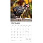 2026 BrownTrout Chickens 12" x 12" Monthly Wall Calendar (9798330702909)~#|#~72EF8C24-B10E-447E-813796D291A59FD6_sc7
