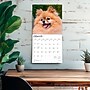 2026 BrownTrout Pomeranians 12" x 12" Monthly Wall Calendar (9798330705153)~#|#~72F663C1-8370-4C17-B8D8F578C235F2EE_sc7
