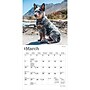 2027 BrownTrout Blue Heelers 7" x 7" Monthly Wall Calendar, Assorted Colors (9798330709908)~#|#~739AE3EA-EDE1-4EB3-A074434CB7D086E3_sc7