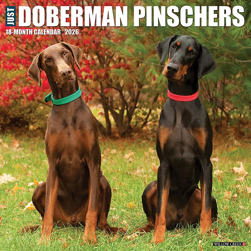 2026 Willow Creek Doberman Pinschers 12" x 12" Monthly Wall Calendar (55397) image 1