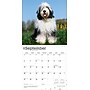 2026 BrownTrout Old English Sheepdogs 12" x 12" Monthly Wall Calendar (9798330704989)~#|#~740132B4-A50E-49C8-911EA7B51A0845DC_sc7