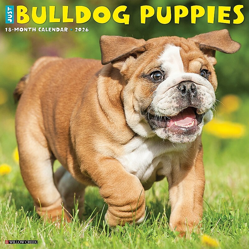 2026 Willow Creek Bulldog Puppies 12" x 12" Monthly Wall Calendar (50422) image 1