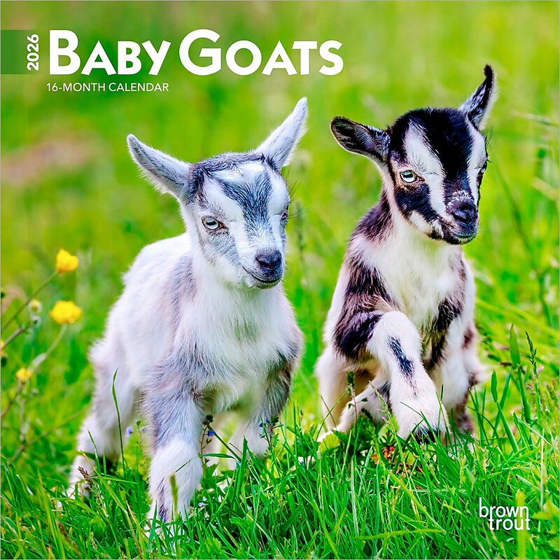 2026 BrownTrout Baby Goats 7" x 7" Monthly Wall Calendar (9798330702251) image 1