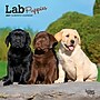 2027 BrownTrout Lab Puppies 7" x 7" Monthly Wall Calendar (9798330710027)~#|#~747EDD91-06A9-4DF3-A0F0DBDEC690836F_sc7
