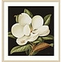 Amanti Art Magnolia Grandiflora 2003 by Jenny Barron Wood Framed Wall Art Print, 31" x 33" (A42675530231)~#|#~748A343E-51A1-4AAD-BD9052ECA24BA0BD_sc7