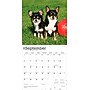 2026 BrownTrout Chihuahuas 12" x 12" Monthly Wall Calendar (9798330702947)~#|#~749056B4-B4A3-4DF6-A1AFE9B3EDFF8D3F_sc7