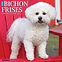 2026 Willow Creek Bichon Frises 12" x 12" Monthly Wall Calendar (50248)~#|#~7498938B-C56B-41E1-B49E45177C29CC83_sc7