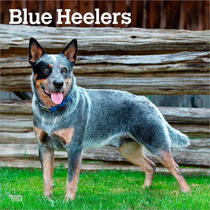 2026 BrownTrout Blue Heelers 12" x 12" Monthly Wall Calendar (9798330702527) image 1