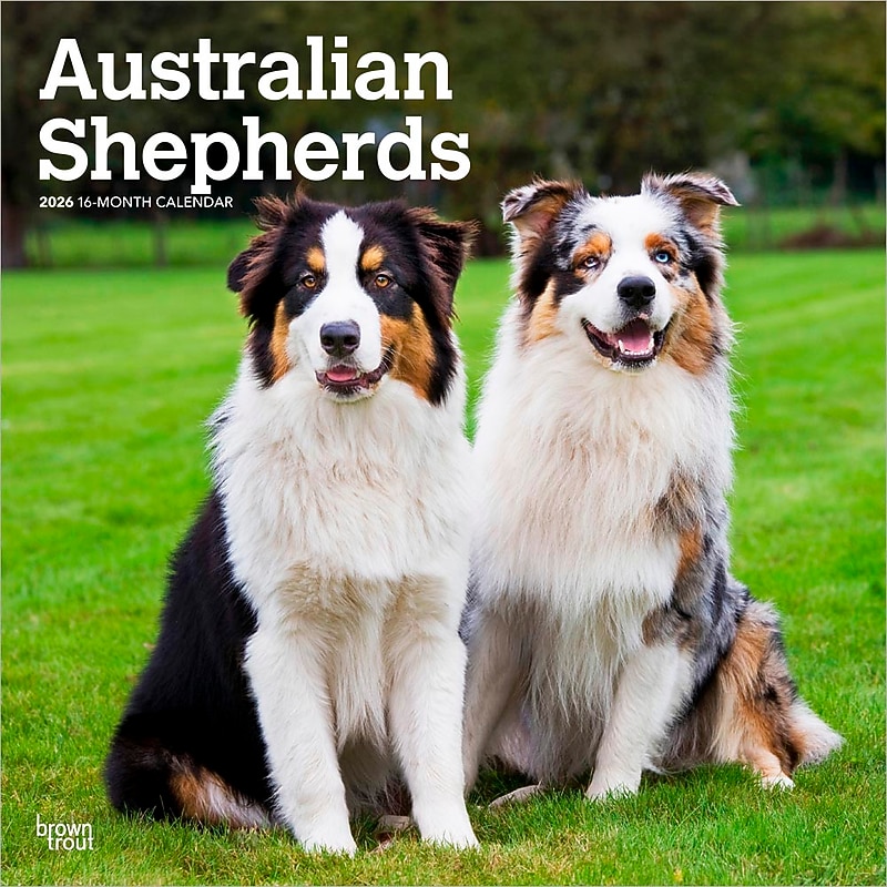 2026 BrownTrout Australian Shepherds 12" x 12" Monthly Wall Calendar (9798330702220) image 1