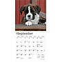 2026 BrownTrout Boxer Puppies 7" x 7" Monthly Wall Calendar (9798330702619)~#|#~751090BC-EFF0-4B2D-953C94B45D2A7B8A_sc7