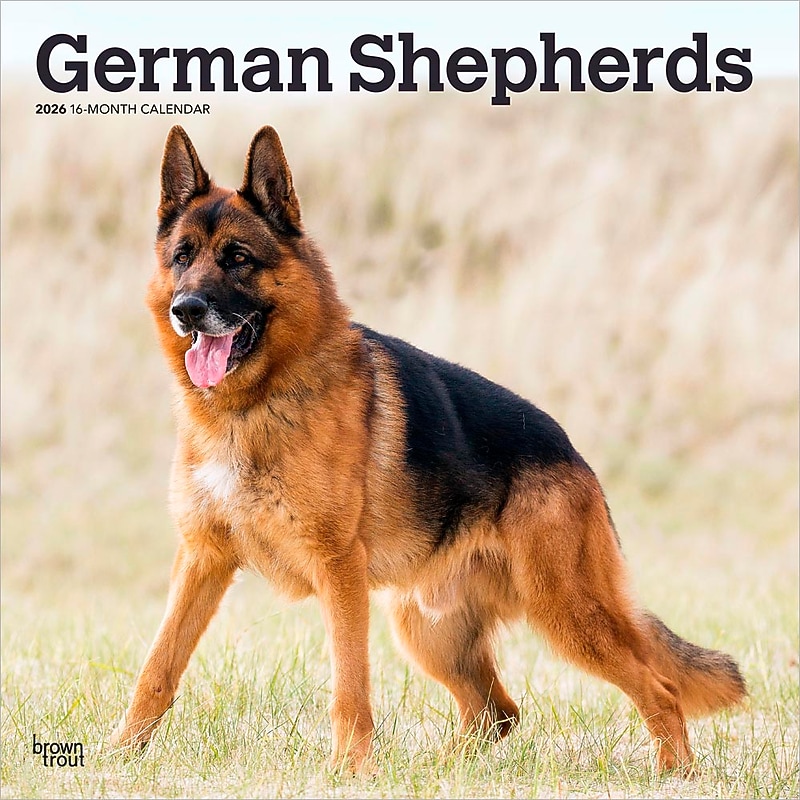 2026 BrownTrout German Shepherds 12" x 12" Monthly Wall Calendar (9798330703388) image 1