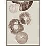 Amanti Art Mushroom 6 Light Brown by Pernille Folcarelli Framed Canvas Wall Art Print, 32" x 42" (A42677747977)~#|#~7556E773-B035-463A-93B38CAFE3C78D8A_sc7