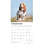 2026 BrownTrout Basset Hounds 12" x 12" Monthly Wall Calendar (9798330702329)~#|#~75902933-4F5C-4DE7-9E47D6980DE183C7_sc7