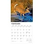 2026 BrownTrout White Tailed Deer 12" x 12" Monthly Wall Calendar (9798330706334)~#|#~75AEC175-8694-4C47-B0E87975366399E0_sc7