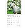 2026 BrownTrout Chevaux 12" x 12" Monthly Wall Calendar (9798330707362)~#|#~75D6722B-B114-4172-9EE050DD083DF59D_sc7