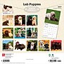 2027 BrownTrout Labrador Retriever Puppies 12" x 12" Monthly Wall Calendar (9798330712519)~#|#~76404BE0-06B3-4622-B2332A177D4699B1_sc7
