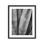 Amanti Art Abstract Agave I, Paper, 21" x 25" (A42675516734)~#|#~769126E6-8ABE-43A2-B13AB56AD7C9BC38_sc7