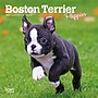 2027 BrownTrout Boston Terrier Puppies 7" x 7" Monthly Wall Calendar, Assorted Colors (9798330709939)~#|#~76DE9B82-7282-47F9-891FF0965517F779_sc7