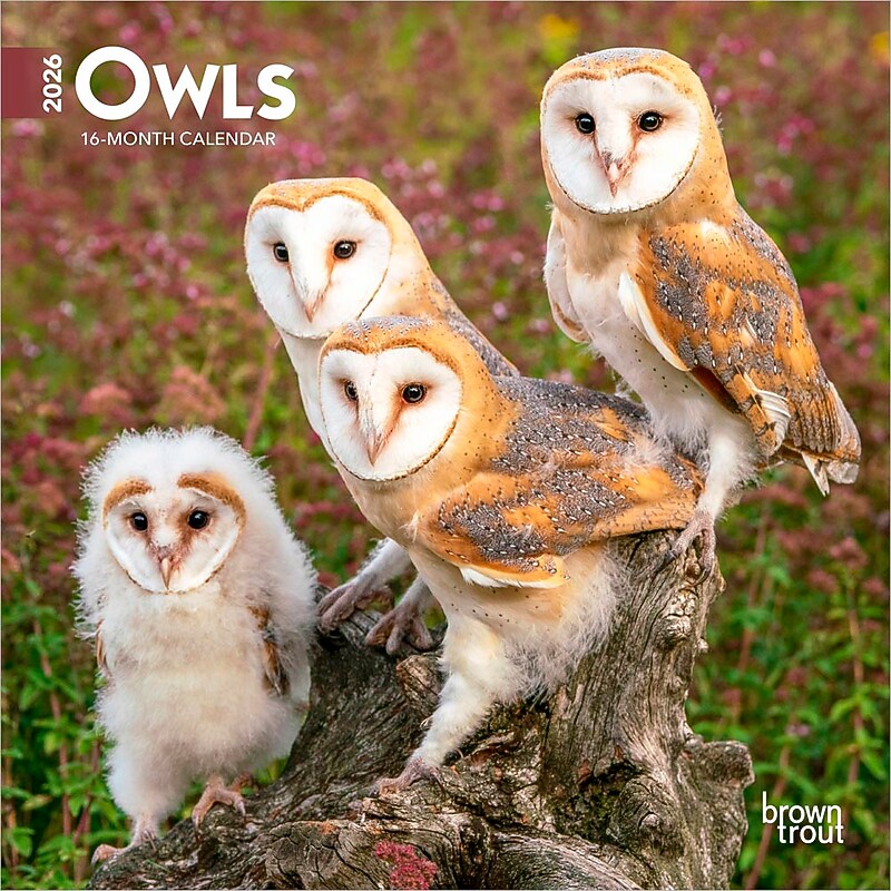 2026 BrownTrout Owls 7" x 7" Monthly Wall Calendar (9798330705047) image 1