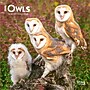 2026 BrownTrout Owls 7" x 7" Monthly Wall Calendar (9798330705047)~#|#~772752E5-E8CE-4D88-9CB4F1C79A656372_sc7