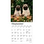 2026 BrownTrout Pug Puppies 7" x 7" Monthly Wall Calendar (9798330705214)~#|#~77829131-0198-4421-8F2CC638617D8776_sc7