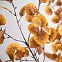 Nearly Natural 9' Autumn Eucalyptus Artificial Fall Tree (T4814)~#|#~778D6336-AF5D-42BC-BA64848DD5C3A6D2_sc7
