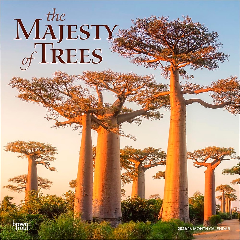 2026 BrownTrout The Majesty of Trees 12" x 12" Monthly Wall Calendar (9798330704491) image 1