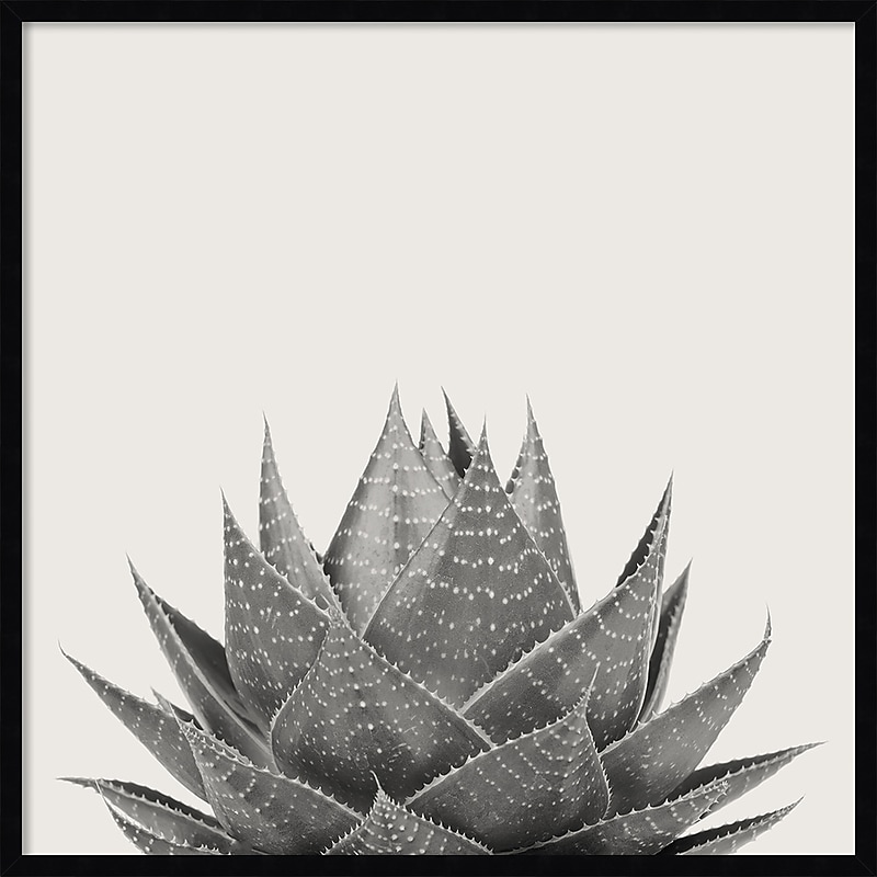 Amanti Art Haze Aloe Succulent by The Creative Bunch Studio Wood Framed Wall Art Print, 33" x 33" (A42675345777) image 1