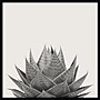 Amanti Art Haze Aloe Succulent by The Creative Bunch Studio Wood Framed Wall Art Print, 33" x 33" (A42675345777)~#|#~7836DA21-D09A-4805-ABE0690A7EE9D663_sc7