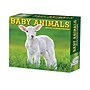 2026 Willow Creek Baby Animals 6.2" x 5.4" Day-to-Day Calendar (53928)~#|#~7841F261-E893-43F0-8FE2DC5107596B38_sc7