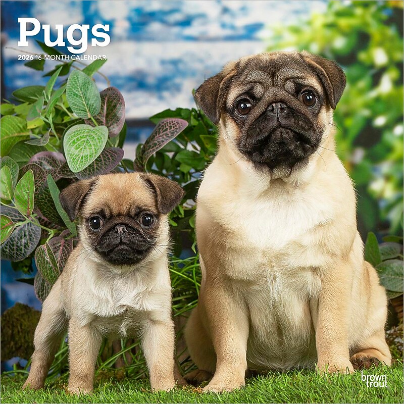 2026 BrownTrout Pugs 12" x 12" Monthly Wall Calendar (9798330705238) image 1