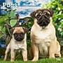 2026 BrownTrout Pugs 12" x 12" Monthly Wall Calendar (9798330705238)~#|#~786766C9-E63E-4890-9C5719E90750154C_sc7
