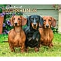 2027 BrownTrout For the Love of Dachshunds 14" x 12" Monthly Wall Calendar, Assorted Colors (9798330709243)~#|#~7877BE82-3C79-4B65-84F53E1809D03558_sc7