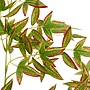 Nearly Natural 6' Autumn Nandina Artificial Fall Tree (T4732)~#|#~78DF94D9-4FBC-4C07-BC7213113858508F_sc7