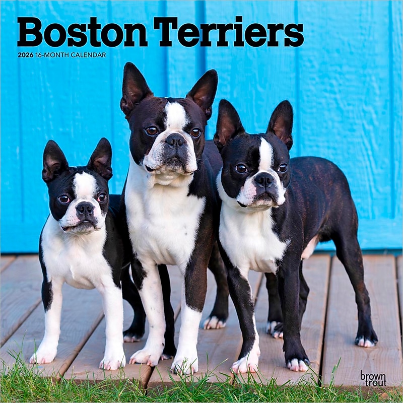 2026 BrownTrout Boston Terriers 12" x 12" Monthly Wall Calendar (9798330702602) image 1